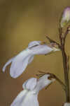 White lobelia